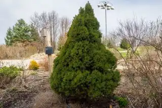 Ель «Коника»