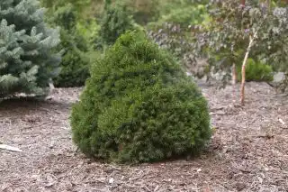 Ель «Томпа»