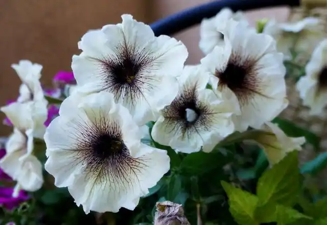 Супертуния «Латте» (Supertunia 'Latte')