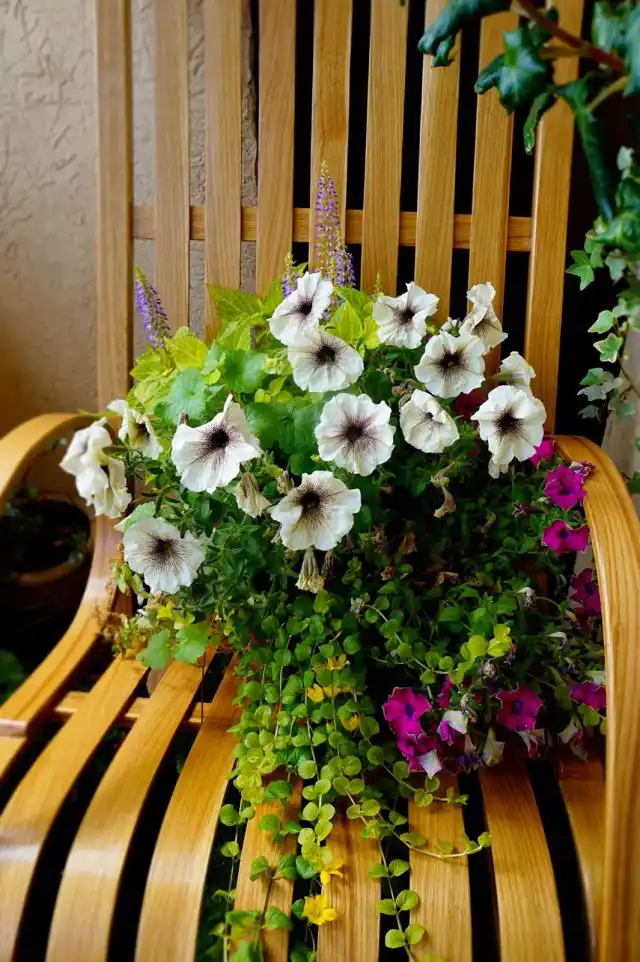 В середине лета на тонких стебельках вербейника монетчатого «Ауреа» (Lysimachia nummularia 'Aurea') распускаются ярко-желтые цветы в виде звездочек