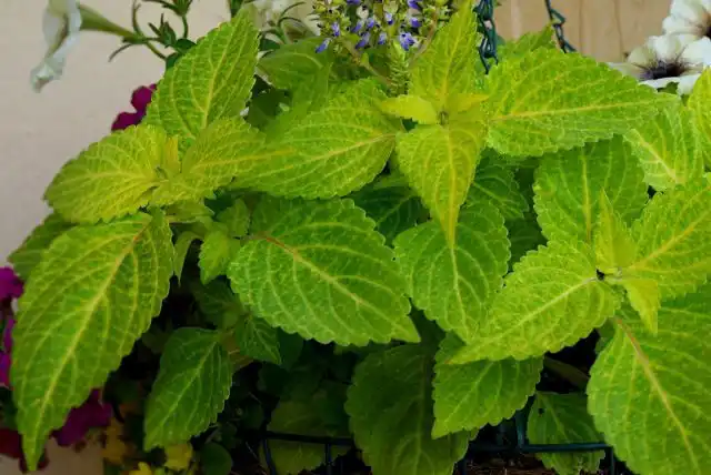 Колеус «Фейерверк Лимон»