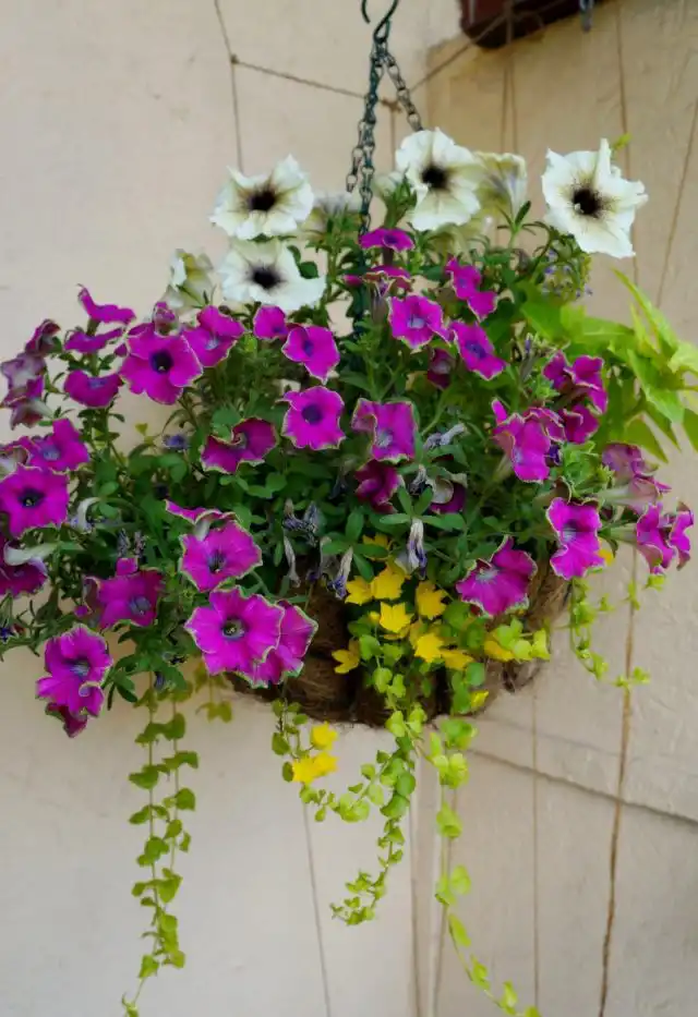 В середине лета композиция преображается благодаря появлению ярко-желтых цветков вербейника «Ауреа»