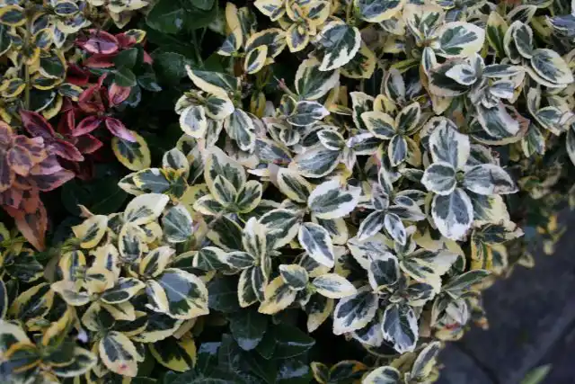 Бересклет Форчуна (Euonymus fortunei)