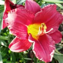 Гибрид лилейника моей собственной «селекции»