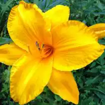 Сеянец лилейника — результат моего успешного скрещивания