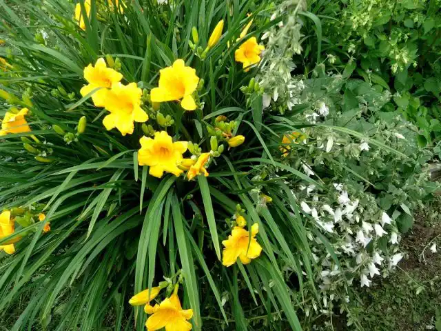 Лучшая «мама» при гибридизации лилейников — лилейник «Стелла д'Оро»