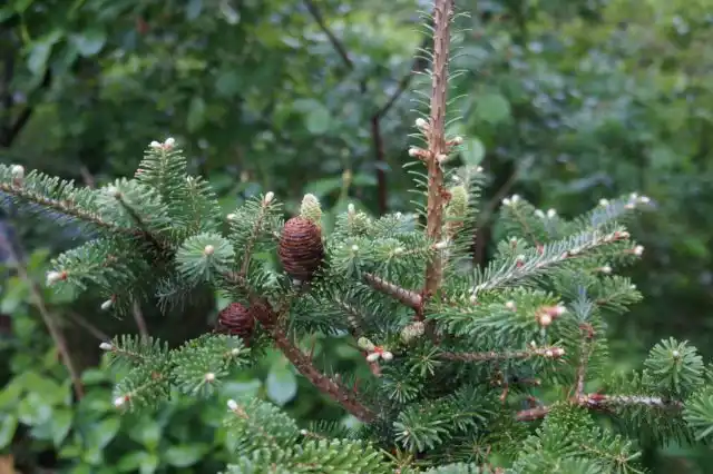 Для пихты характерно образование лысоватой макушки, которая со временем обрастает