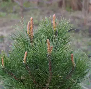 Свечки сосны еще недостаточно подросли для обрезки