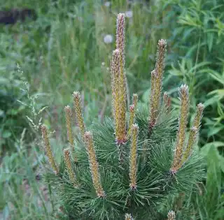 Побеги сосны с зачатками иголок, пора обрезать