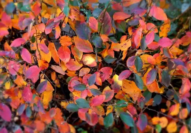 Кизильник блестящий (Cotoneaster lucidus)
