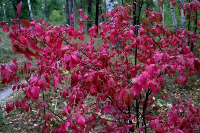 Бересклет бородавчатый (Euonymus verrucosus)