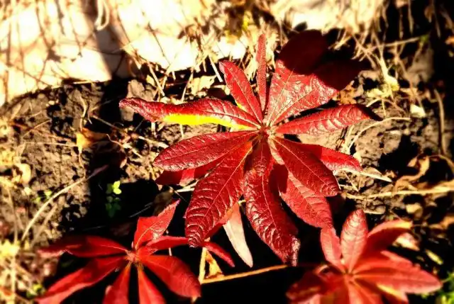 Азалия японская (Rhododendron molle subsp. japonicum)