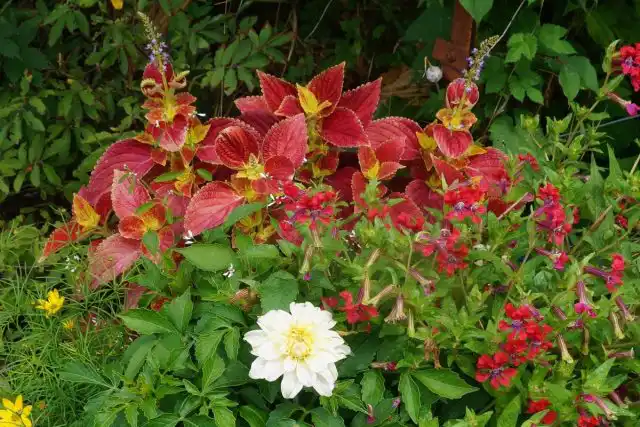 Куфея Ллавея в сочетании с однолетниками