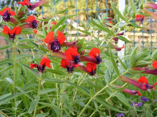 Цветок куфеи состоит из длинной трубки, которая расходится на отдельные лепестки