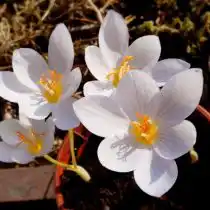 Крокус хорошенький «Зефир» (Crocus pulchellus 'Zephyr')