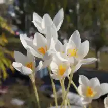 Крокус прекрасный «Альбус» (Crocus speciosus 'Albus')