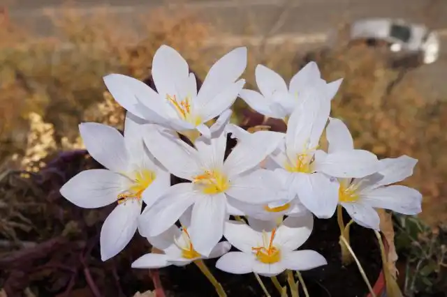 На ярком солнце крокусы широко открывают цветки