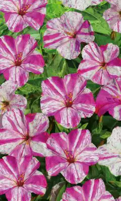 Мирабилис «Фантазер» бело-розовой окраски