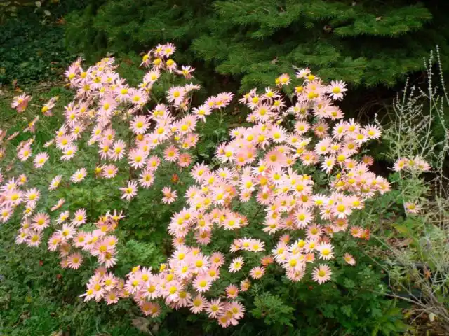 Дендрантема (Dendranthema)