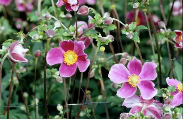 Анемона японская (Anemone hupehensis var. japonica)
