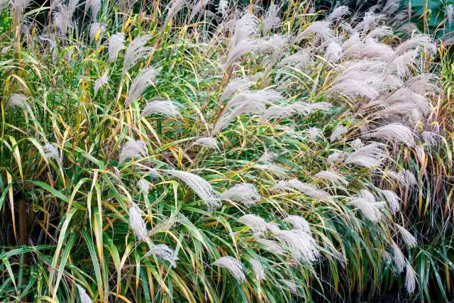 Мискантус (Miscanthus)