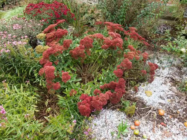 Очитник видный (Hylotelephium spectabile)