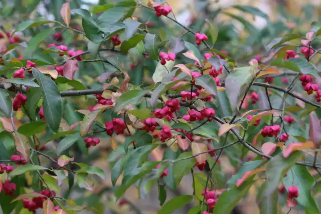 Бересклет (Euonymus)