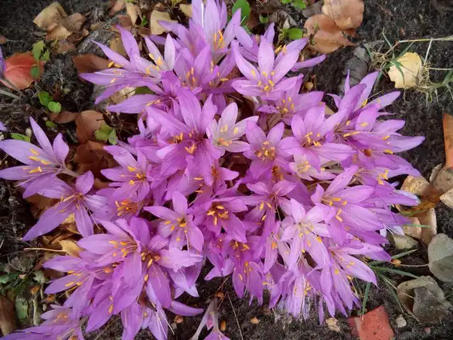Безвременник (Colchicum)