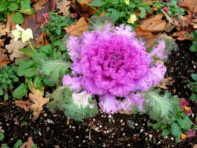 Декоративная капуста (Brassica oleracea var. acephala)