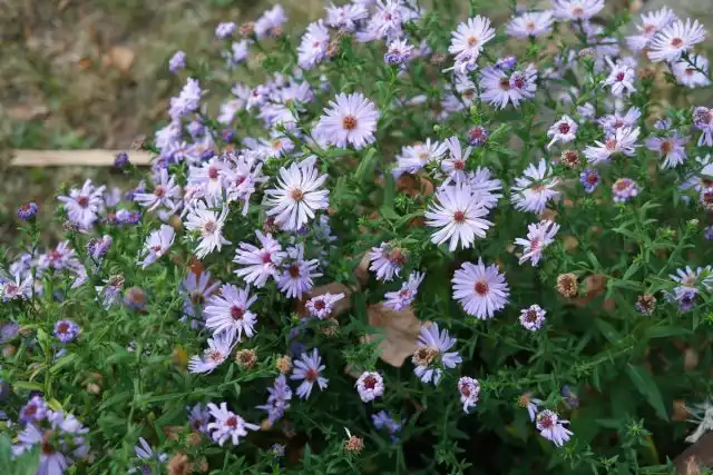 Астра кустарниковая (Symphyotrichum dumosum)