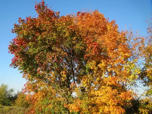 Клен остролистный (Acer platanoides)