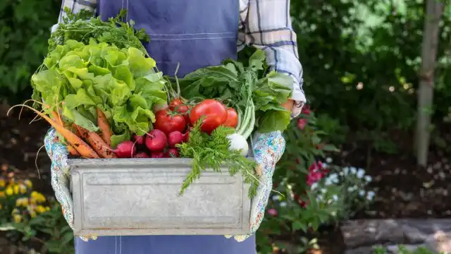 Як підвищити родючість ґрунту