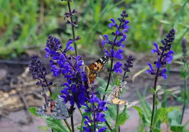 Шалфей привлекает к себе огромное количество бабочек
