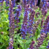 Шалфей дубравный «Нью Дименшен Блю» (Salvia nemorosa 'New Dimension Blue')