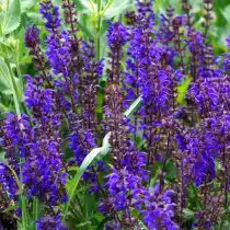 Шалфей дубравный «Карадонна» (Salvia nemorosa 'Caradonna')