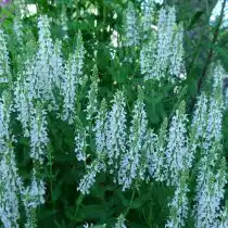 Шалфей дубравный «Шнеехюгель» (Salvia nemorosa 'Schneehugel')