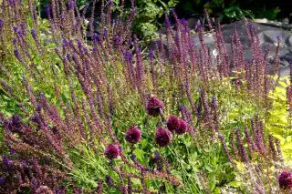 Даже отцветающий шалфей остается украшением цветника