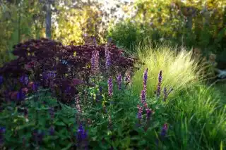 Вторая волна цветения шалфея беднее и все же он живописно дополняет цветник осенью