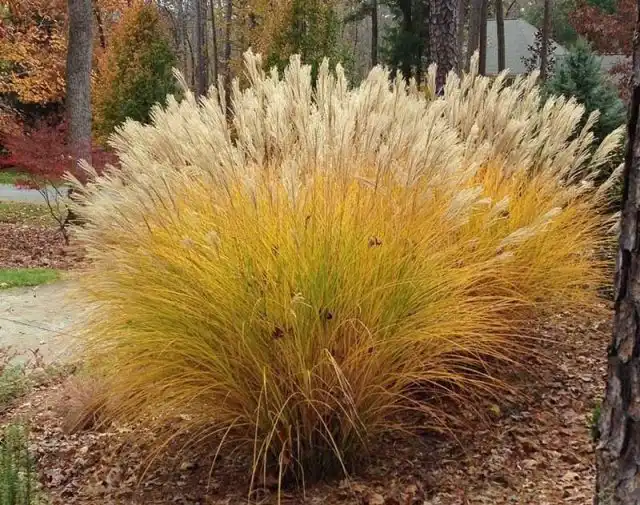 Мискантус (Miscanthus)