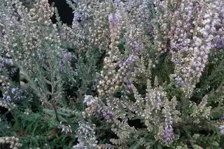 Вереск обыкновенный «Сильвер Найт» (Calluna vulgaris 'Silver Knight')