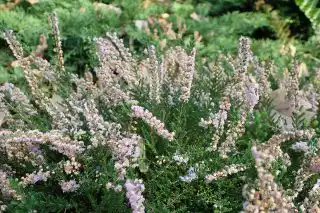 Вереск обыкновенный «Раднор» (Calluna vulgaris 'Radnor')