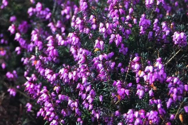 Эрика румяная «Винтер Бьюти» (Erica carnea 'Winter Beauty')