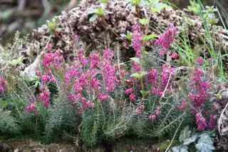 Эрика серая (Erica cinerea)
