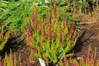 Вереск обыкновенный (Calluna vulgaris)