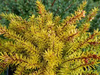 Эрика румяная «Энн Спаркес» (Erica carnea 'Ann Sparkes')