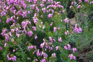 Эрика румяная «Вивели» (Erica carnea 'Vivelli')