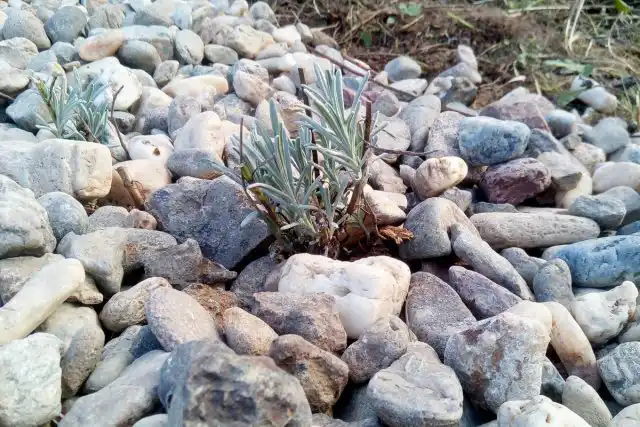 Считается, что осенью черенки лаванды лучше укореняются