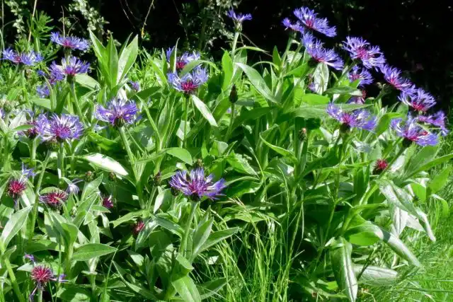 Василек горный (Centaurea montana)