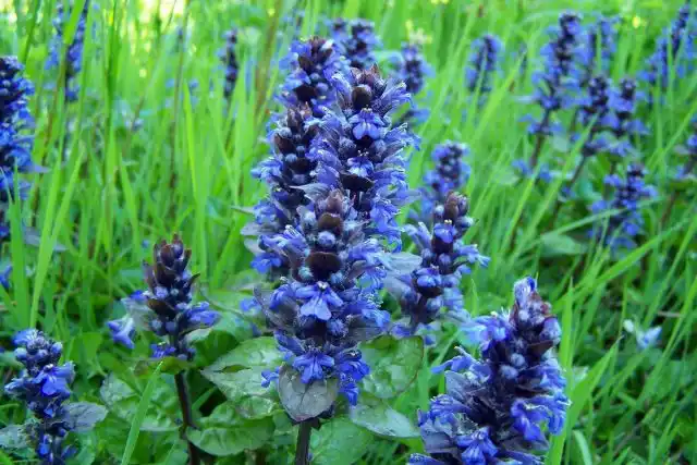 Аюга (Ajuga)