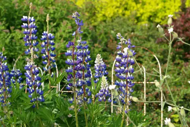 Гибридные люпины (Lupinus x hybridus)